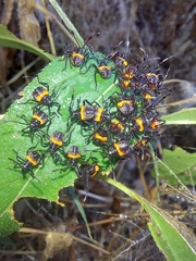 Euthyrhynchus floridanus