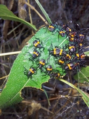 Euthyrhynchus floridanus