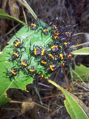 Euthyrhynchus floridanus