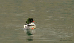 Mergus merganser merganser