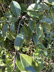 Rourea surinamensis