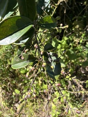 Rourea surinamensis