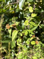 Lepidaploa borinquensis