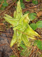 Pinguicula