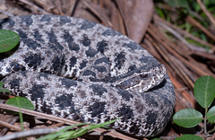 Sistrurus miliarius barbouri