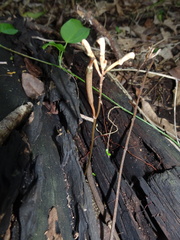 Didymoplexis micradenia