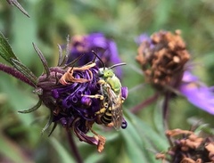 Agapostemon