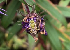 Agapostemon