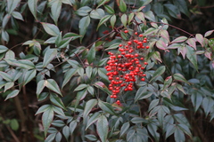 Nandina domestica