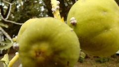 Ceroplastes