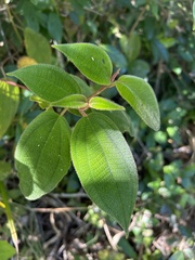 Miconia strigillosa