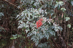Nandina domestica