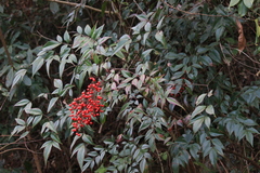 Nandina domestica
