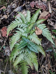 Dryopteris varia