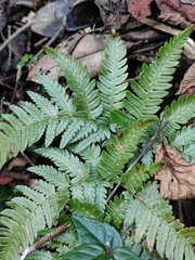 Dryopteris varia