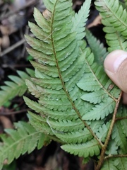 Dryopteris varia