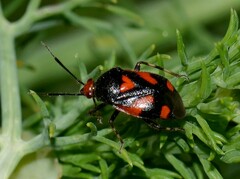 Deraeocoris schach
