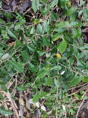 Elaeagnus pungens