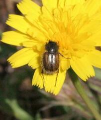 Chasmatopterus