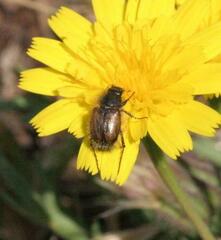 Chasmatopterus