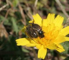 Chasmatopterus