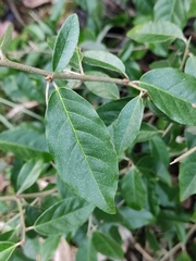 Elaeagnus pungens
