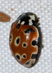 Anatis ocellata