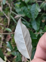 Elaeagnus pungens