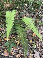 Blechnum hastatum