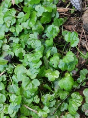 Hydrocotyle sibthorpioides
