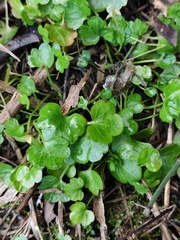 Hydrocotyle sibthorpioides