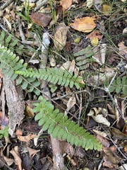 Blechnum hastatum