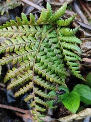 Ctenitis subglandulosa