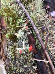Cladonia cristatella
