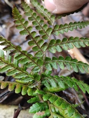 Ctenitis subglandulosa