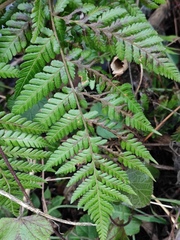 Ctenitis subglandulosa