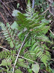 Ctenitis subglandulosa