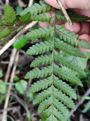 Ctenitis subglandulosa