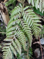 Ctenitis subglandulosa