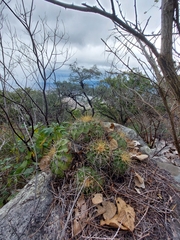 Ferocactus alamosanus