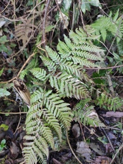 Ctenitis subglandulosa