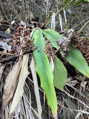 Alpinia japonica