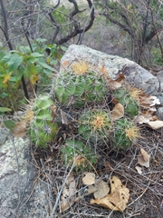 Ferocactus alamosanus