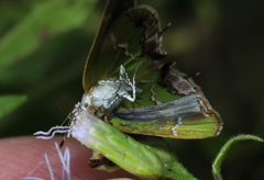 Chlorostrymon simaethis