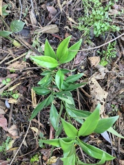 Sarcococca ruscifolia