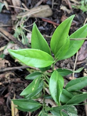 Sarcococca ruscifolia