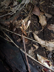 Didymoplexis micradenia