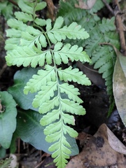 Dryopteris sparsa