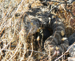 Crotalus pyrrhus