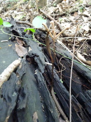 Didymoplexis micradenia